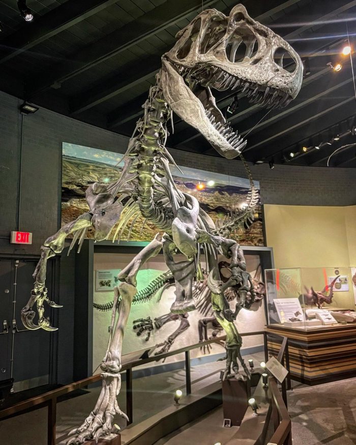 Skeleton bones of a T-rex dinosaur at the Alf Museum