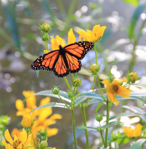 Rancho Santa Ana Botanic Garden Butterfly Festival