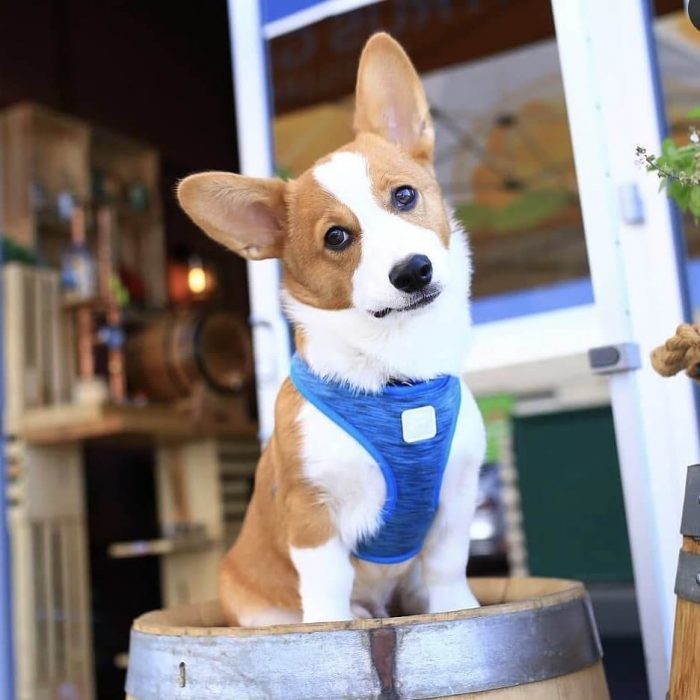 White and tan Corgi dog sitting on a barrel with a bright blue harness collar on. Dog is looking at camera with a tilted head because he likes the pet friendly town of Claremont. 
