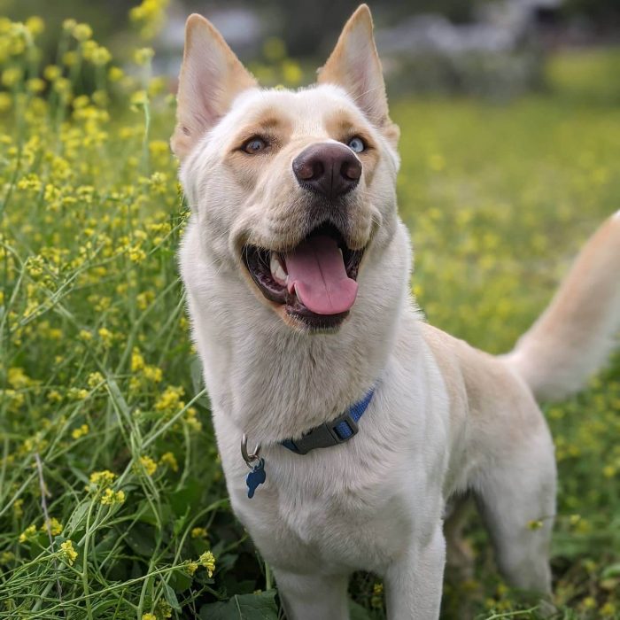 Cream colored shepherd breed on a pet friendly hike in a field of green and yellow wildflowers.