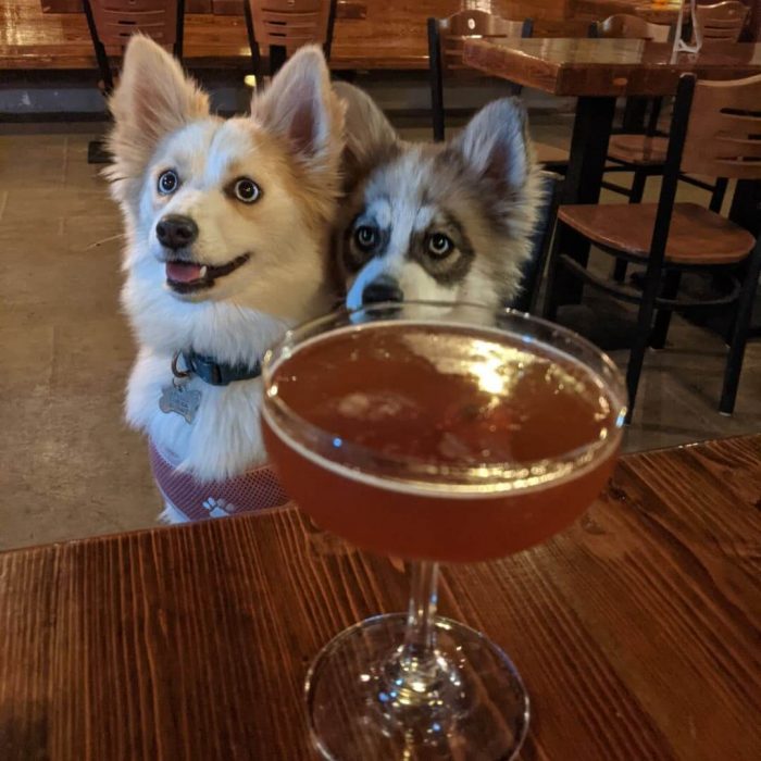 Two cute dogs looking up excitedly in a pet-friendly bar with a cocktail on the table in front of them. 