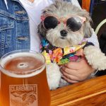 A glass of craft beer sitting on a table with a person holding a small dog with sunglasses looking at the craft beer.