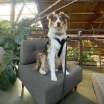 White and tan collie and shephard mix sitting on a chair with a collar and leash on. Pet friendly Claremont lets dogs sit on the furniture and this dog is looking at the camera with a happy face.