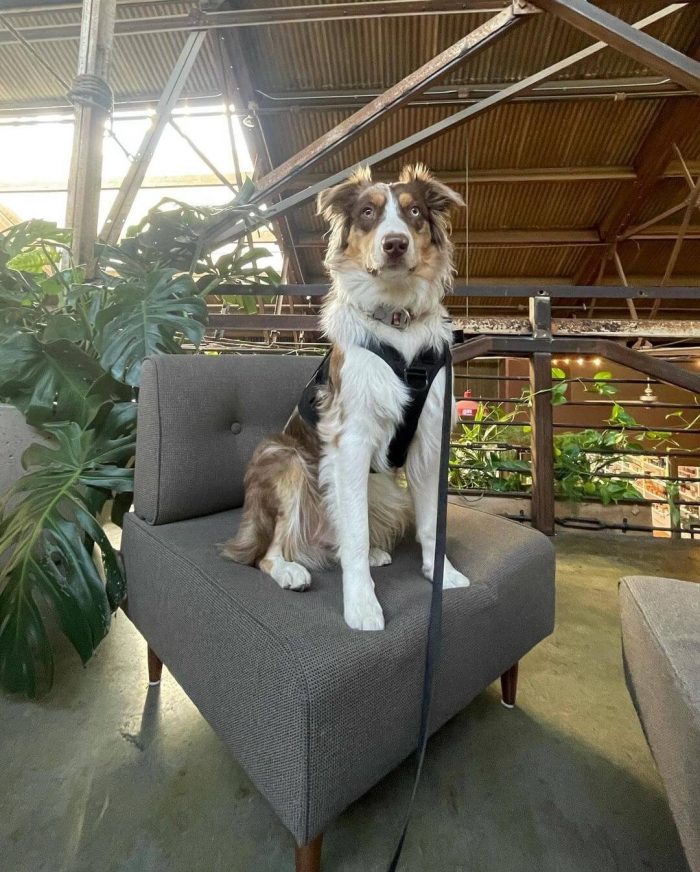 White and tan collie and shephard mix sitting on a chair with a collar and leash on. Pet friendly Claremont lets dogs sit on the furniture and this dog is looking at the camera with a happy face. 