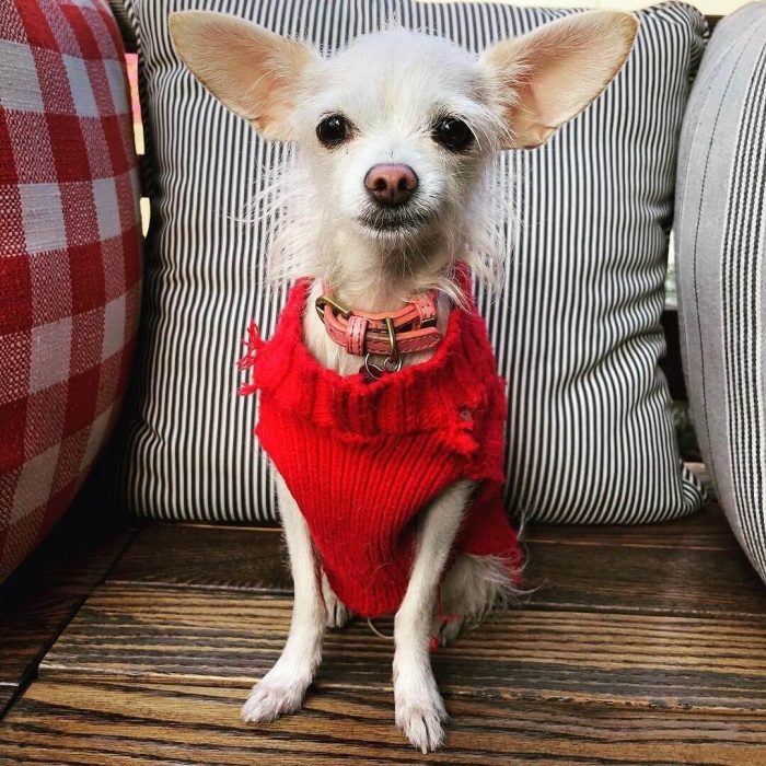 White chihuahua with a fancy red sweater sitting on a bench in a dog friendly restaurant.