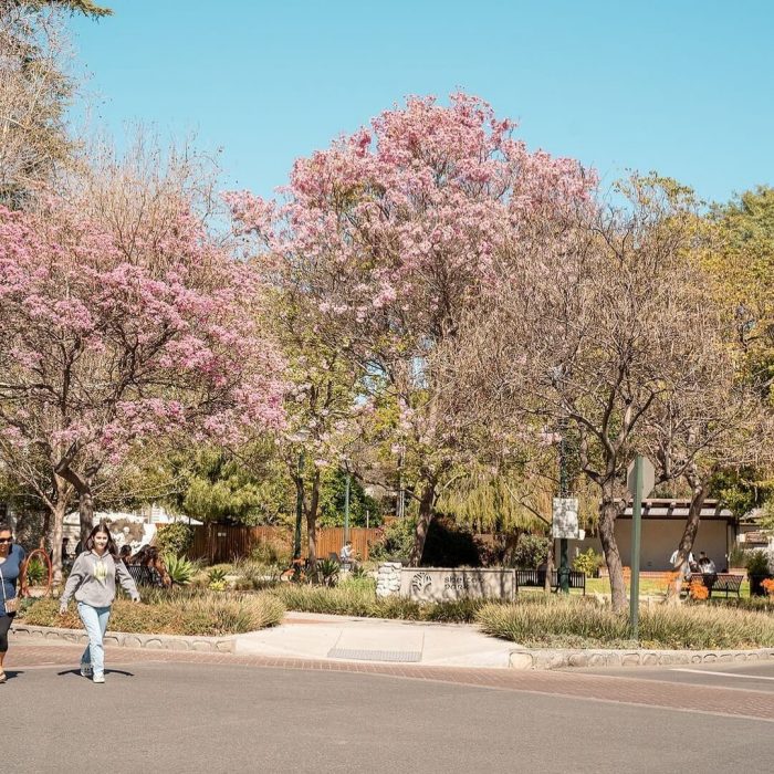 A woman walking down the street and the purple jacaranda trees are all blooming behind her. 