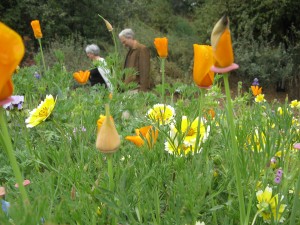 rsabg meadow people