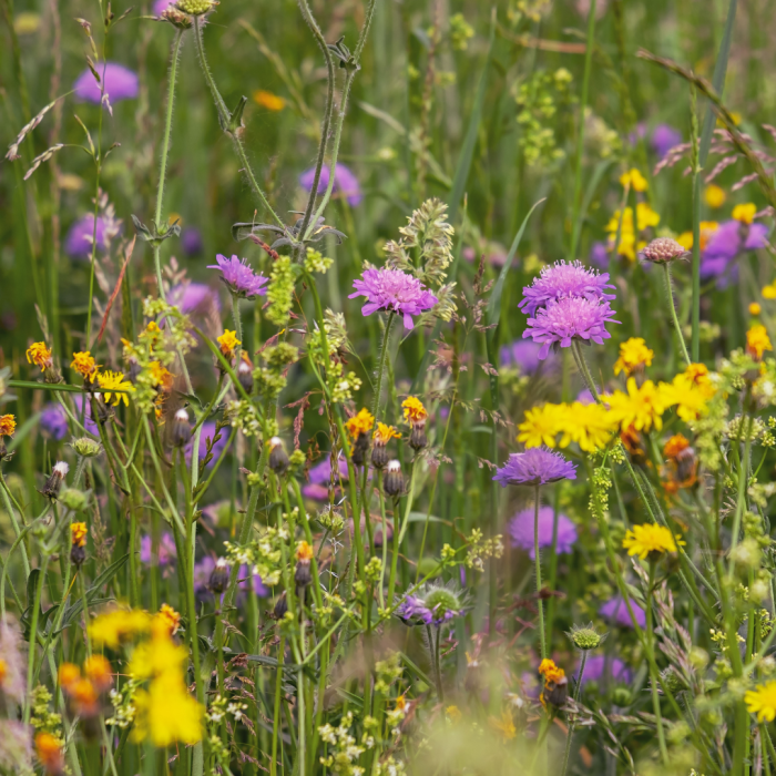 wild flowers blooming on an epic road trip